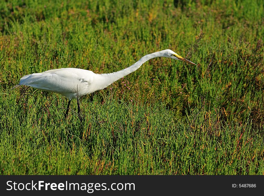 An Egret hunting in the wetlands of Southern California. An Egret hunting in the wetlands of Southern California