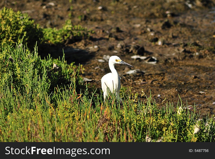 Egret In Grass