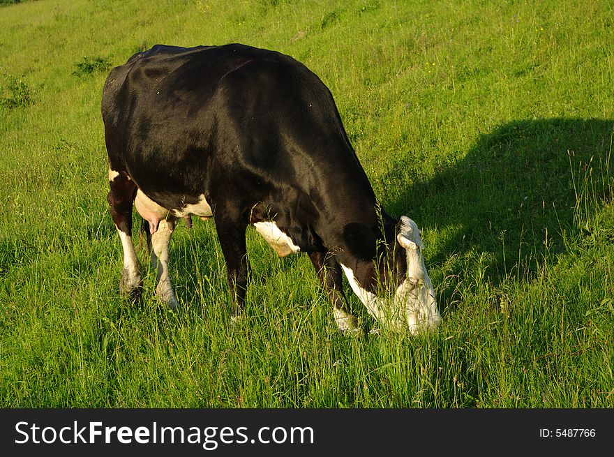 A cow graze at meadow

Camera Model	PENTAX K20D
Exposure time [s]	1/200
F-Number		9.0
ISO speed ratings	400 
Focal length [mm]	55