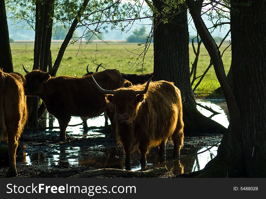 Herd of Scottish Highland Cows. Herd of Scottish Highland Cows