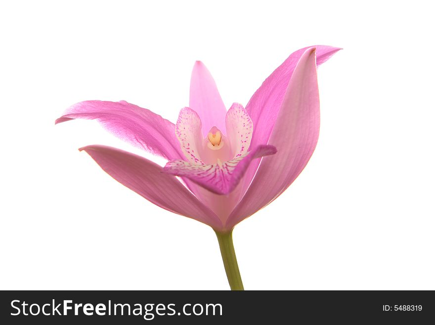 Close Up Of Pink Orchid Flower