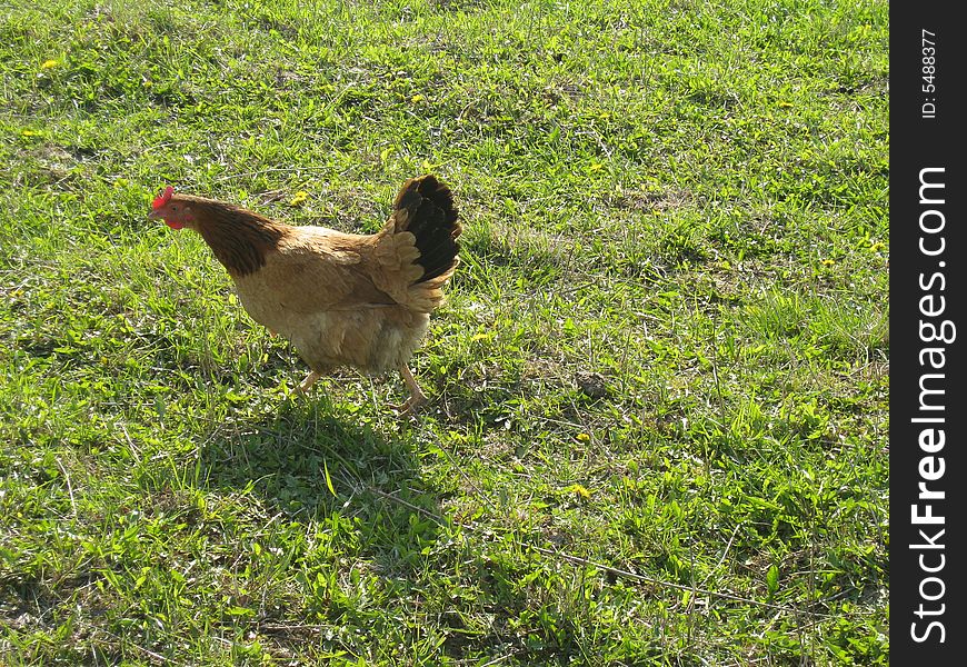 The hen on a meadow on a farm in the spring