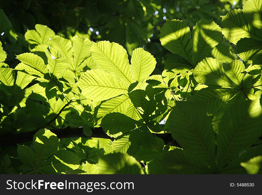 Chestnut tree leaves