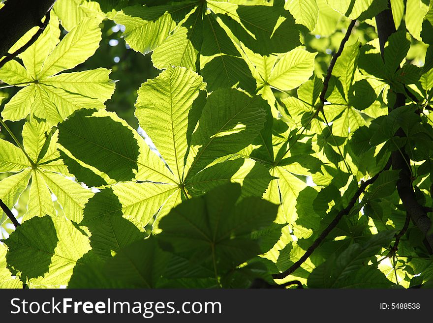 Big chestnut tree leaves transparent in sunlight