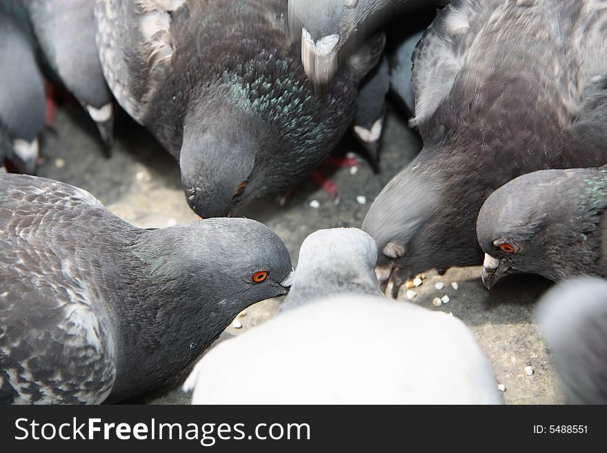 Pigeons On A Square.