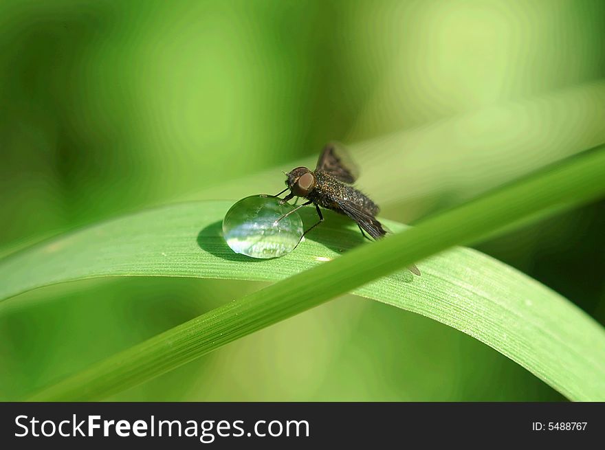 A Green leaf and drops. A Green leaf and drops