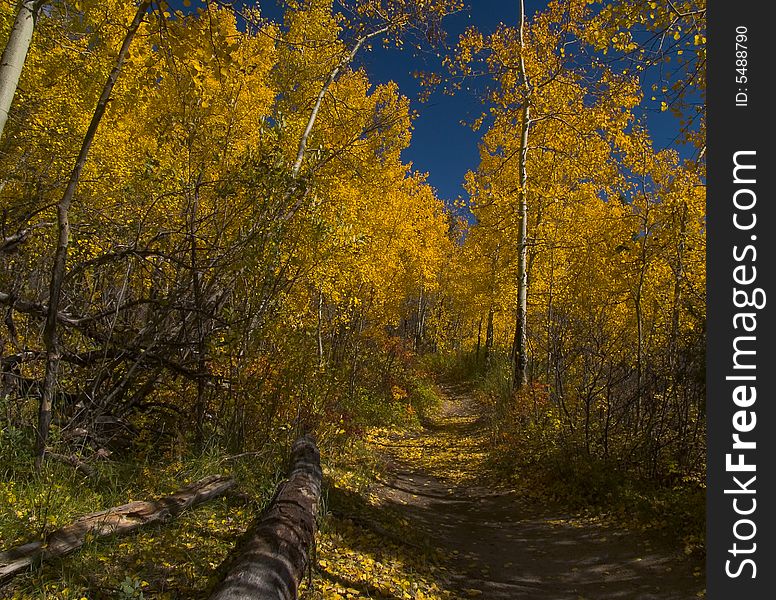 Autumn along the Fern Lake trail in Rocky Mountain National Park. Autumn along the Fern Lake trail in Rocky Mountain National Park.