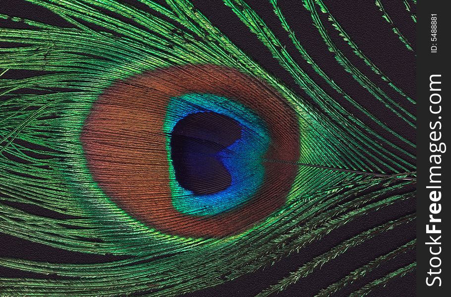 Peacock Feather Closeup