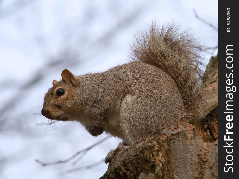 Squirrel On A Stump