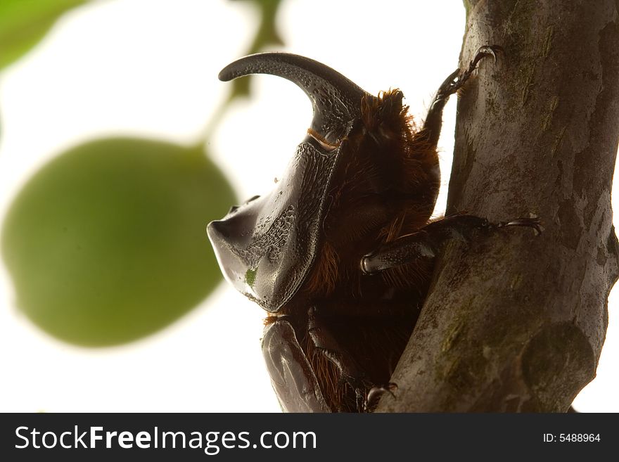 Big rhinoceros beetle on white background