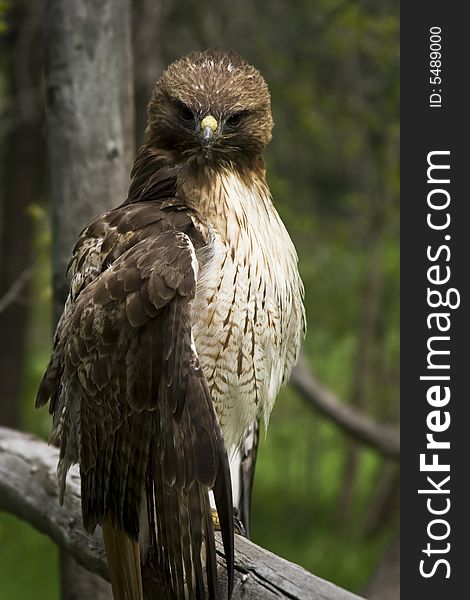 A Red-Tailed Hawk in an Idaho Forest.