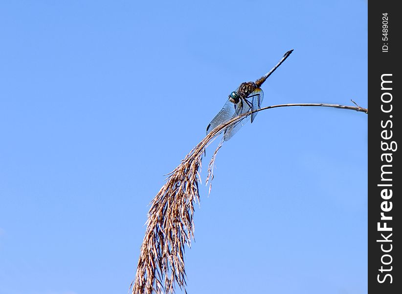 Dragon-fly rests on an ear