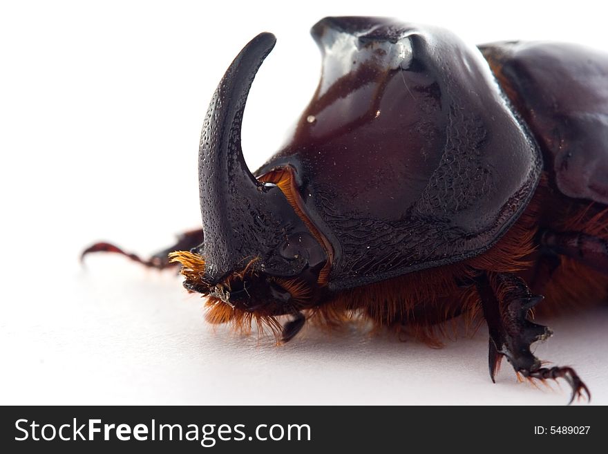 Big rhinoceros beetle on white background