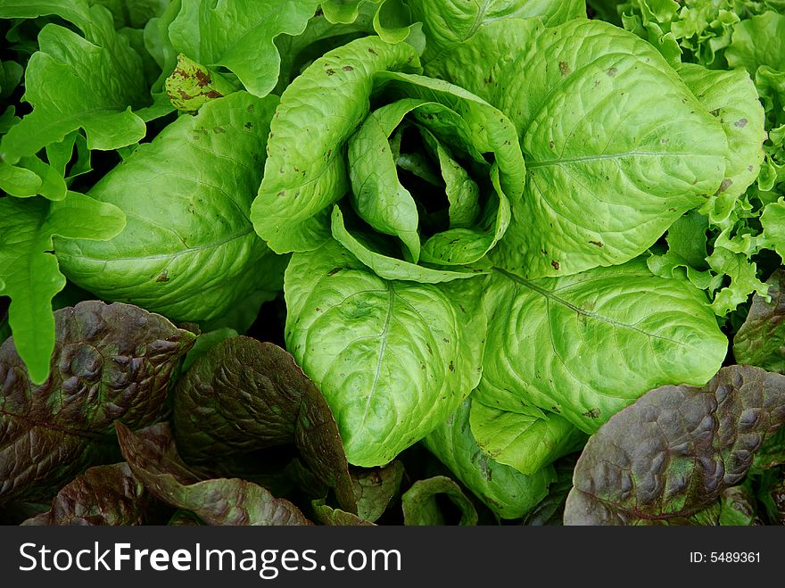 Mixed lettuce growing in the garden. Mixed lettuce growing in the garden