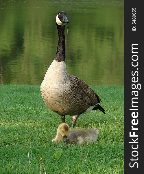 Goose watching over it baby by a river. Goose watching over it baby by a river