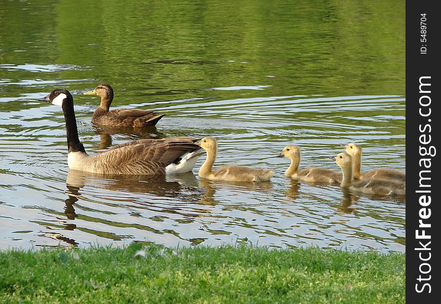 Goose, duck and babies. one is certainly not the parent of they others. Goose, duck and babies. one is certainly not the parent of they others.