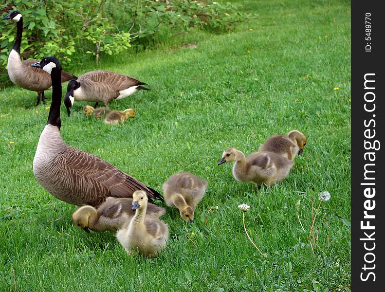 Geese And Babies