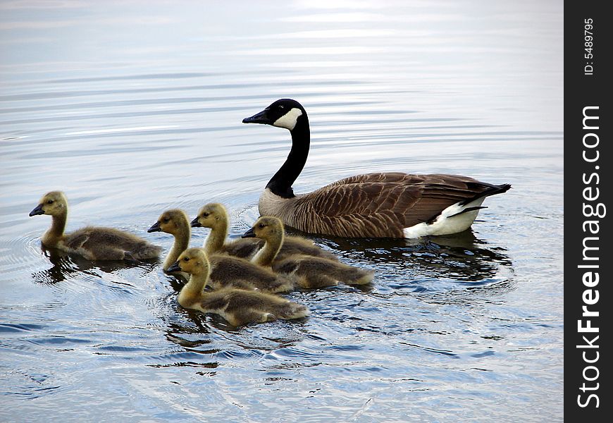 Goose and it babies swimming on quiet lake. Goose and it babies swimming on quiet lake