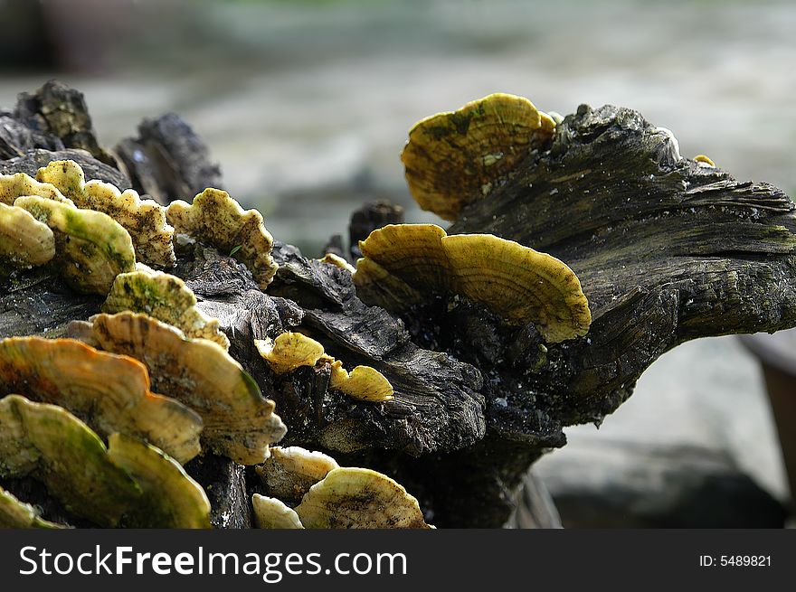 Wild Mushroom grow on wood