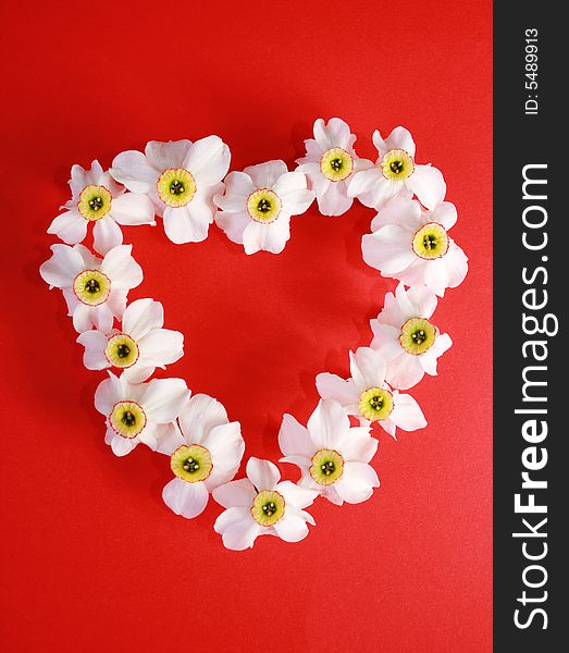 Romantic heart from narcissus against the red background