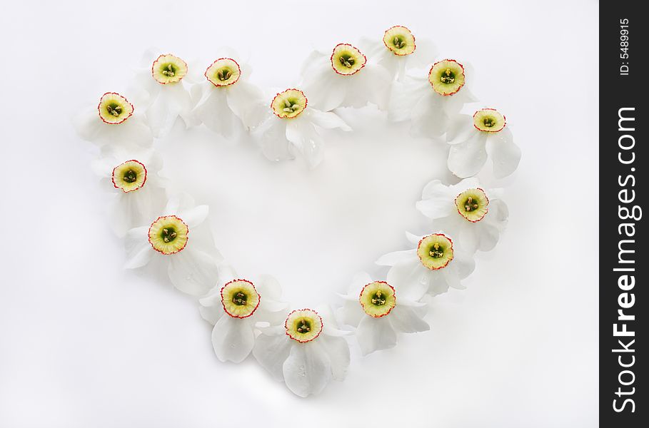 Romantic heart from narcissus against the white background