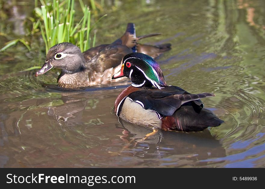 Male and female breeding pair of wood ducks. Male and female breeding pair of wood ducks