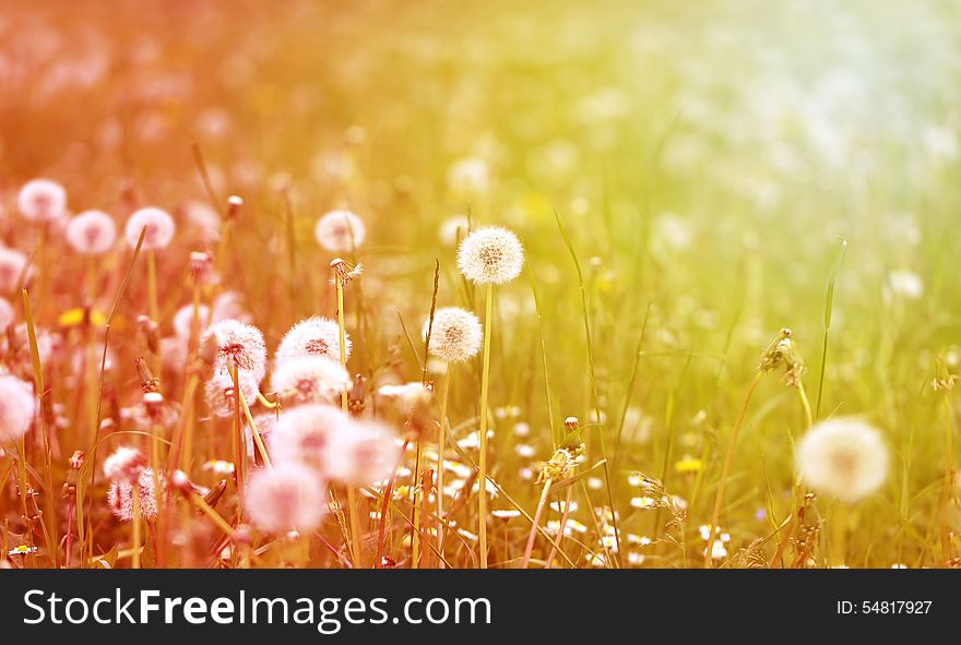 Beautiful flowers  dandelions