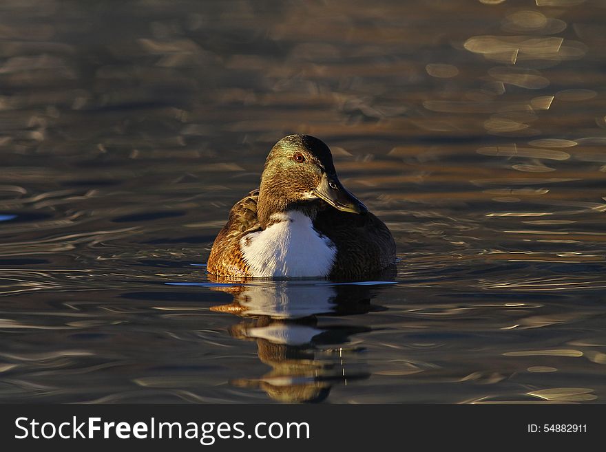 Mallard Hybrid At Sunset