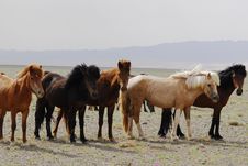Horses In The Gobi Desert, Mongolia Royalty Free Stock Photography Horses In The Gobi Desert, Mongolia Royalty Free Stock Photography