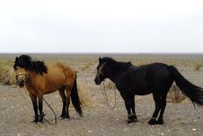 Horses In Mongolia Stock Photos Horses In Mongolia Stock Photos
