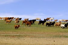 Herd Of Running Goats And Sheep In Mongolia Stock Images Herd Of Running Goats And Sheep In Mongolia Stock Images