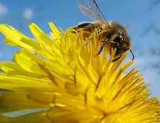 Bee On Flower3 Stock Photo Bee On Flower3 Stock Photo