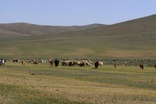 Herd Of Cattle In Mongolia Royalty Free Stock Photo Herd Of Cattle In Mongolia Royalty Free Stock Photo