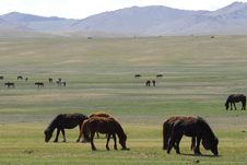 Horses Grazing In Mongolia Stock Photos Horses Grazing In Mongolia Stock Photos