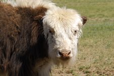 Yak In Mongolia Royalty Free Stock Photo Yak In Mongolia Royalty Free Stock Photo
