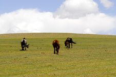 Horses Grazing In Mongolia Stock Photo Horses Grazing In Mongolia Stock Photo