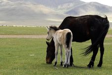 Horse And Foal Grazing In Mongolia Stock Photography Horse And Foal Grazing In Mongolia Stock Photography