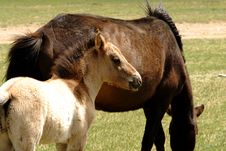 Horse And Foal Grazing In Mongolia Stock Photo Horse And Foal Grazing In Mongolia Stock Photo