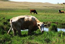 Cows Royalty Free Stock Photo