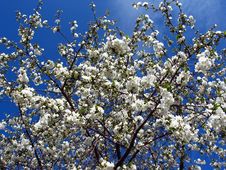 Cherry Tree Royalty Free Stock Images Cherry Tree Royalty Free Stock Images