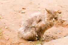 A Cat In A Farm Of Beijing Royalty Free Stock Image A Cat In A Farm Of Beijing Royalty Free Stock Image