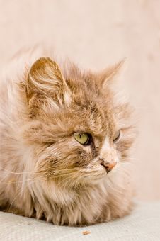 A Cat In A Farm Of Beijing Royalty Free Stock Photo A Cat In A Farm Of Beijing Royalty Free Stock Photo