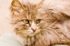 A Cat In A Farm Of Beijing Stock Photography A Cat In A Farm Of Beijing Stock Photography