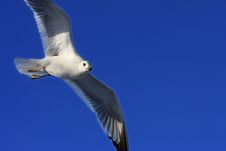 Curious Seagull Royalty Free Stock Photo