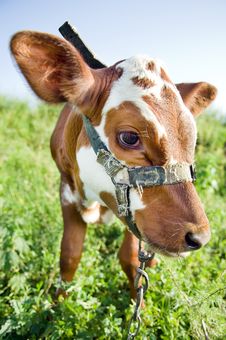 Funny Cow Portrait Royalty Free Stock Images Funny Cow Portrait Royalty Free Stock Images