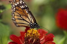 Monarch Butterfly Stock Images Monarch Butterfly Stock Images
