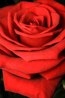 Free Rose Stock Photos - 5495723