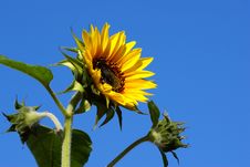 Bright Fresh Sunflower With Buds Royalty Free Stock Images Bright Fresh Sunflower With Buds Royalty Free Stock Images