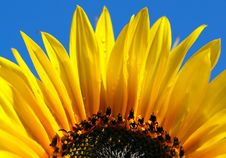 Close Up Shot Of Bright Sunflower With Dew Drops Royalty Free Stock Image