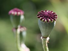 Poppy Heads Royalty Free Stock Image Poppy Heads Royalty Free Stock Image